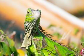 green dragon lizard