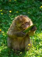 fluffy monkey with a leaf