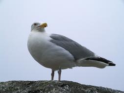 a white bird with a grey wing