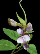 Herbaceous small flowers