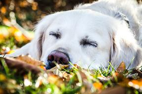 a beautiful dog in the foliage