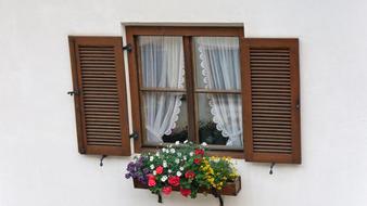 a green bush with flowers by the window