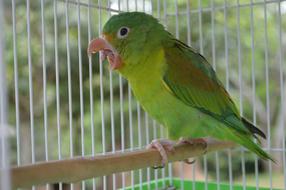 a green parrot is sitting in a cage