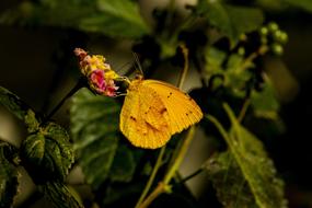 yellow butterfly on green grass