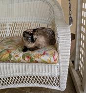 sleeping cat in a chair at home