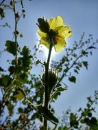 yellow flower plant at sunlight