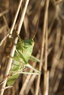 an insect on dry grass