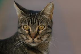 Cat Close Up Portrait