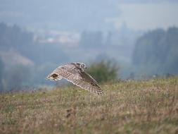 a flying bird in the field