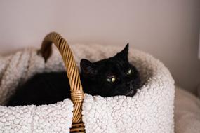 a black cat in a basket with a white blanket