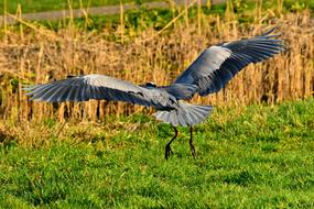 big bird in the field