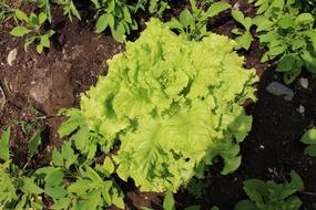 organic vegetable leaves
