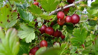 red juicy berries in the garden