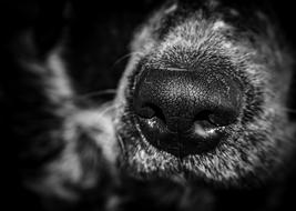 the dog's black nose is fluffy