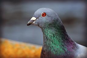 pigeon feathers green colored