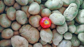 lonely tomato on a dirty potato