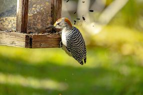 bird food seeds