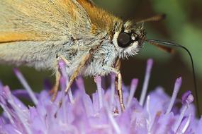 night butterfly on a flower