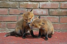 two foxes at the stone wall
