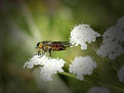 white flowers with insect view