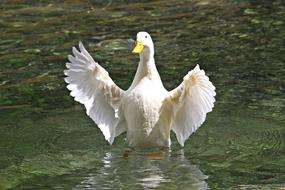 a duck with white wings is funny