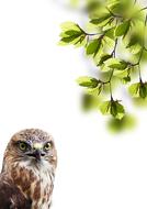 brown owl at the tree