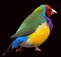 colored bird on a black background