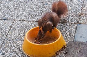 cute wild squirrel from a bowl