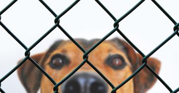 dog view fence