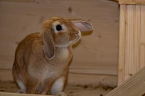 the rabbit is orange against the wall