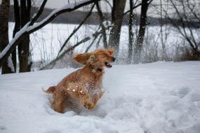 dog snow funny kind