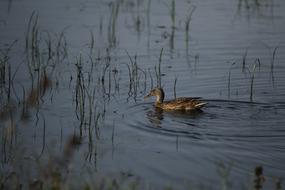 duck water swamp