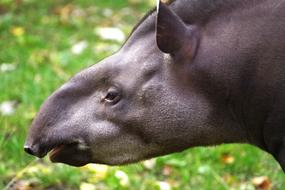 black animal in the grass
