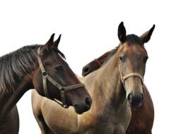 horses walking white background