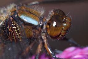 insect brown species