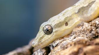lizard eye tree