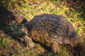 turtle brown grass