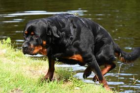 dog in the grass out of the water
