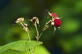 blossoming berries on the bush