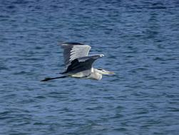 bird over the lake