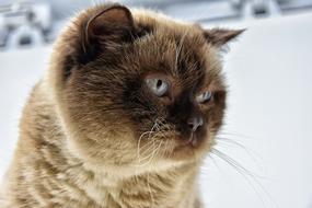 furry friend