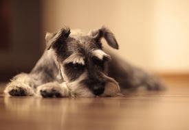 dog sleeping house friend