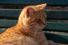 sleeping cat on the bench