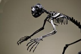 Dinosaur Skeleton Extinct