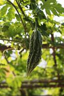 green vegetable ripe in the garden