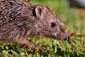 brown hedgehog on the grass