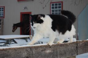 black cat with white spots