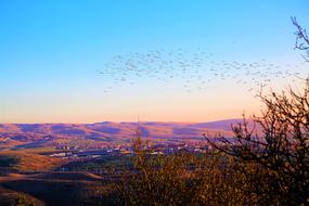 a flock of birds flies in the mountains