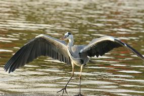 big heron by the water