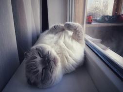 fluffy cat at the window